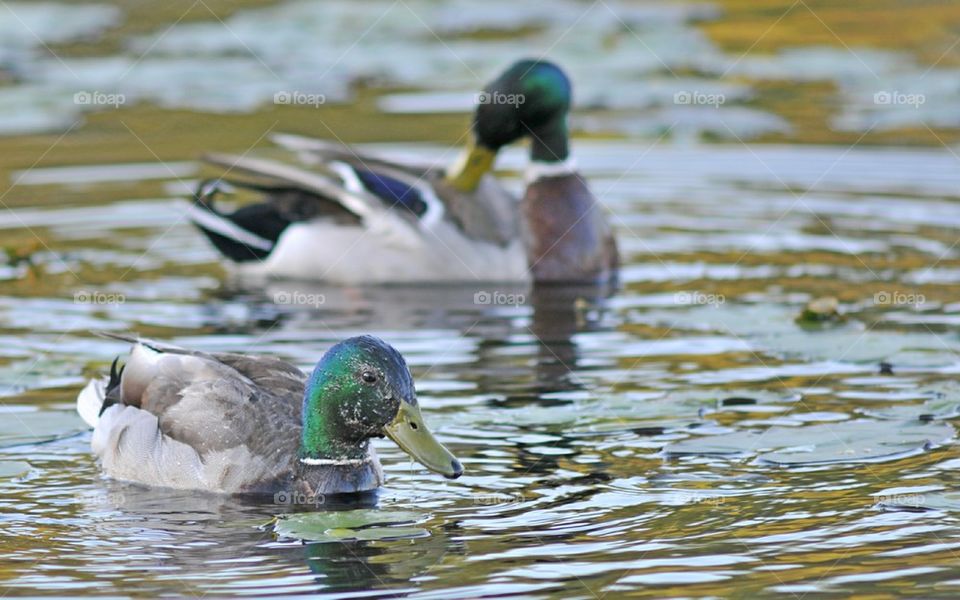 male mallard duck