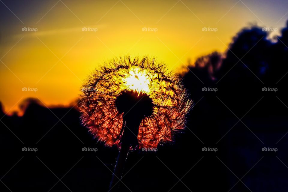 Dandelion / Sunset 