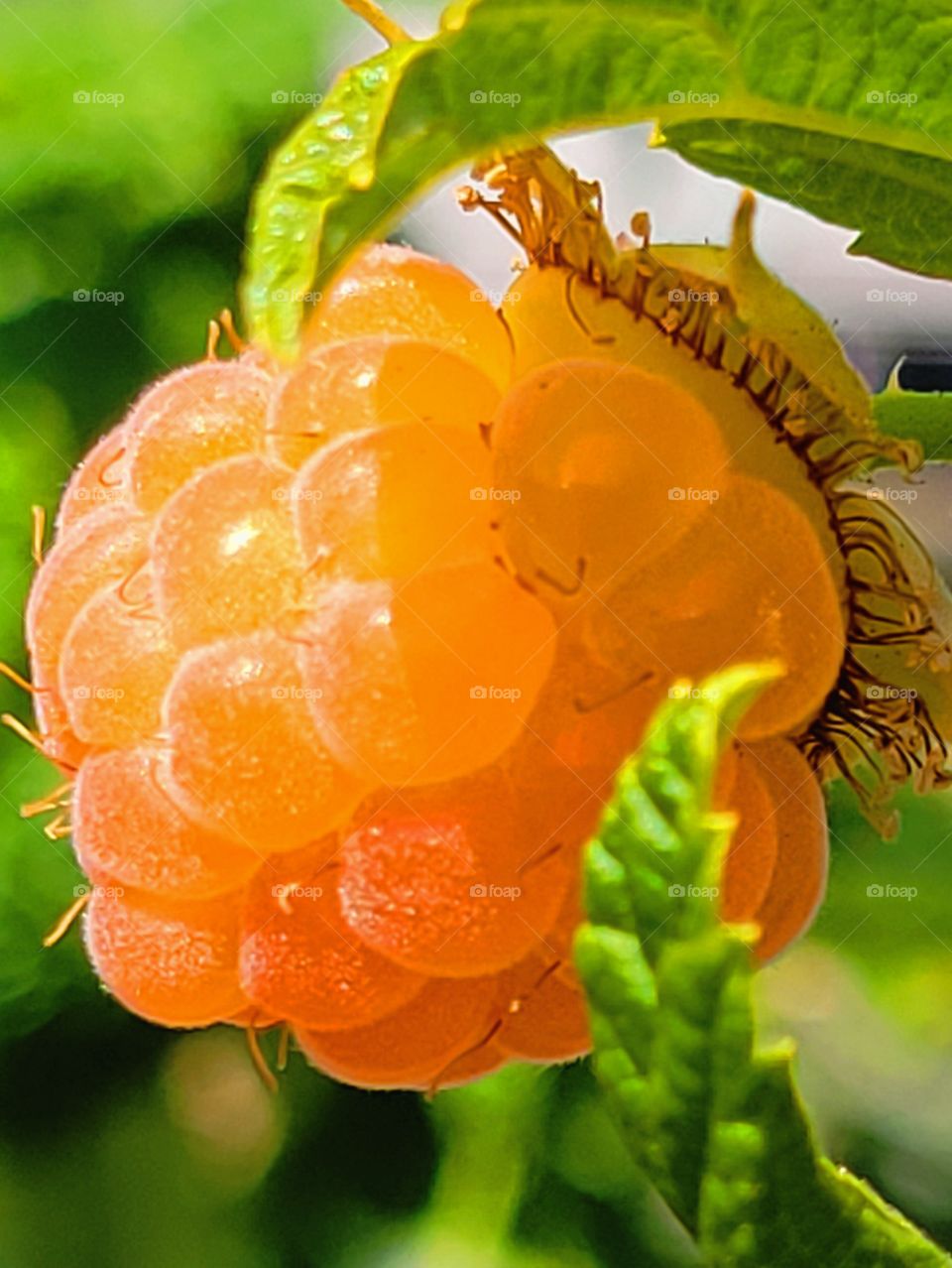 Raspberry Fruit ready to eat