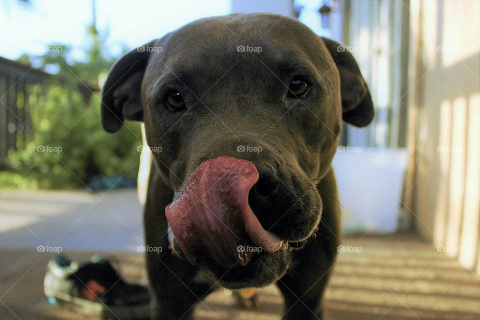 Dogs Tongue