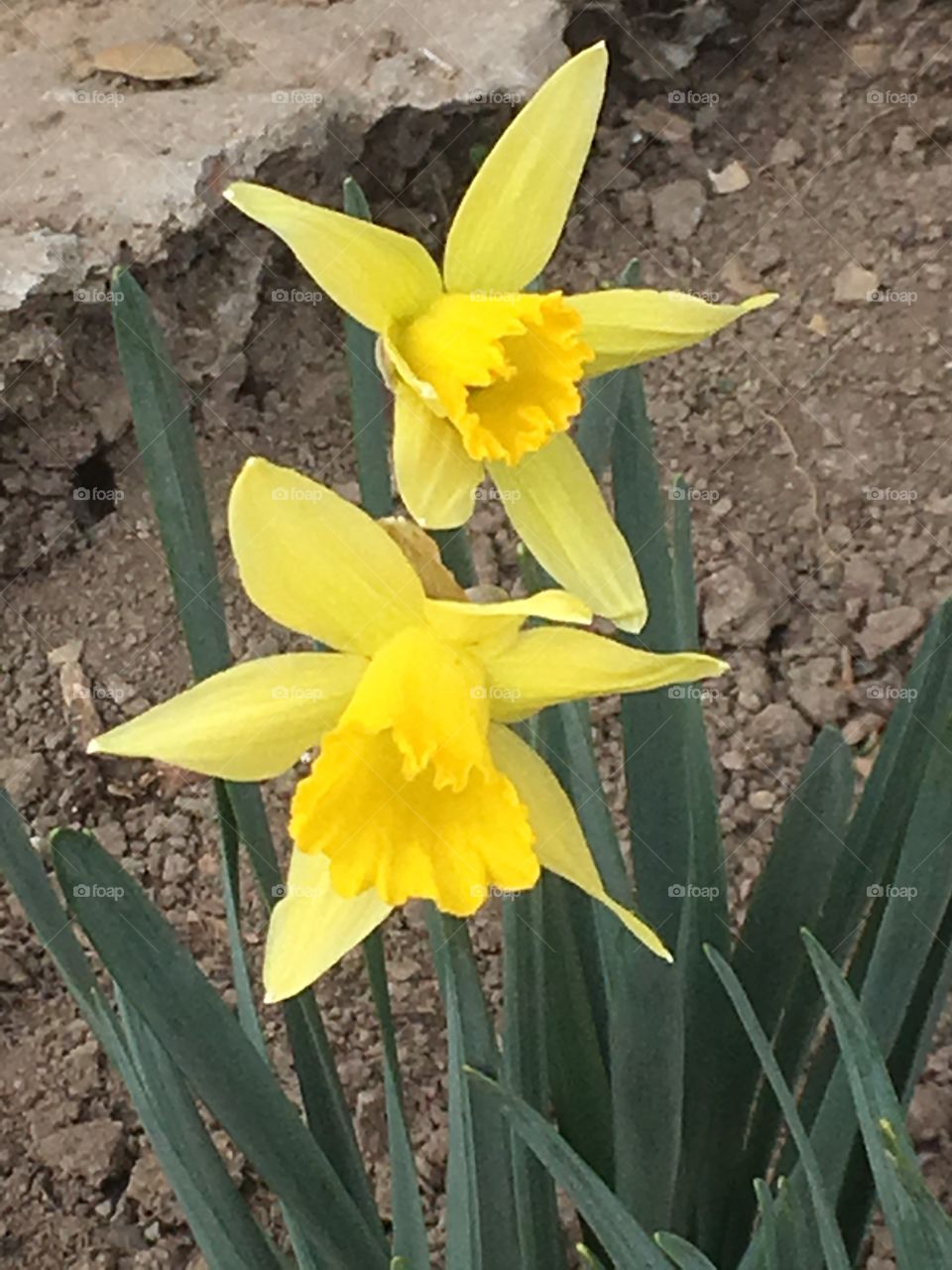 Daffodil Dilly