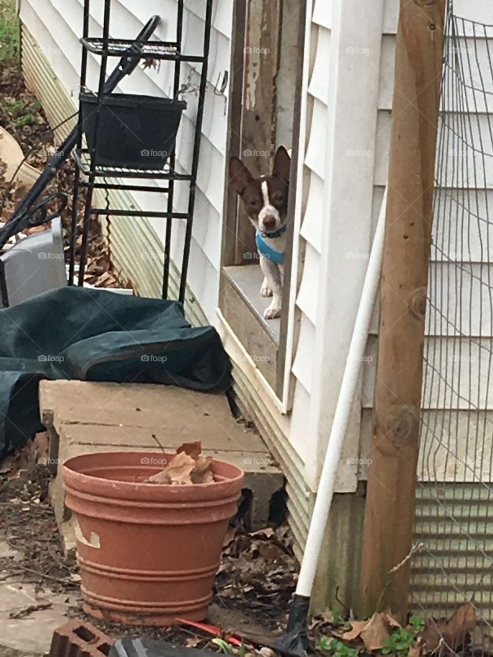 Gizmo peeking out the back door at me. You can see pots and a rack, green compost bag.