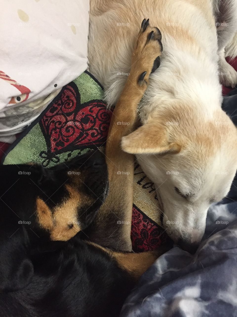 Sleeping Best Friends Black Dog and White Dog from Animal Rescue sharing Love