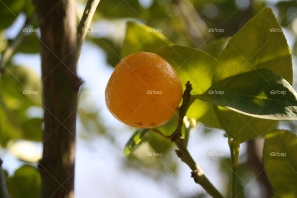 Kumquat 