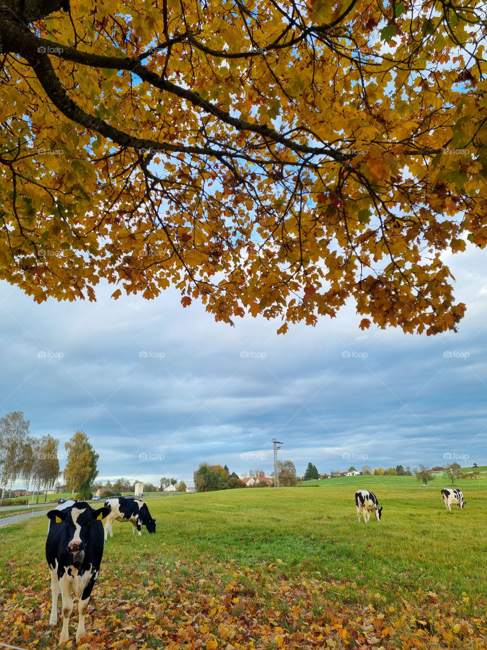 Seeing the cows outdoors eating fresh grass and living good helathy lives makes me so happy. Cows are such interesting and curious animals they are really amazing and I love seeing them enjoy nature on a beautiful sunny day. It's the little things.