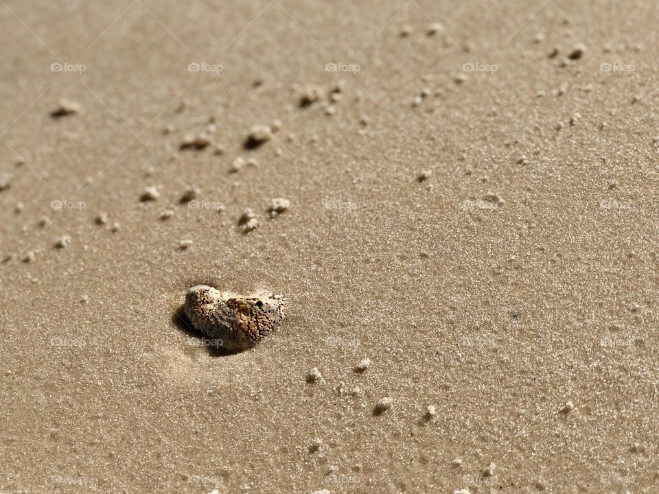 Seashell half buried in wet sand