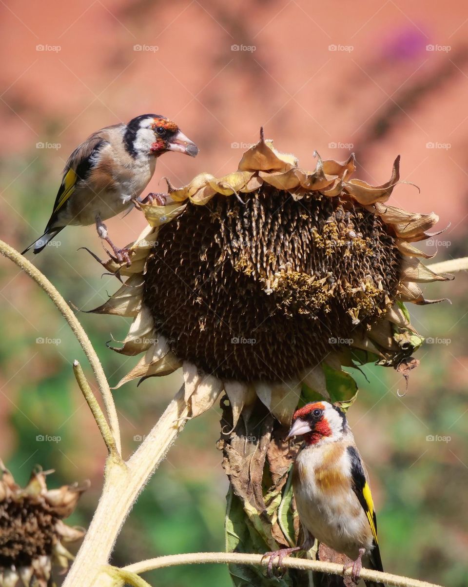 European goldfinches searching for sunflower seeds