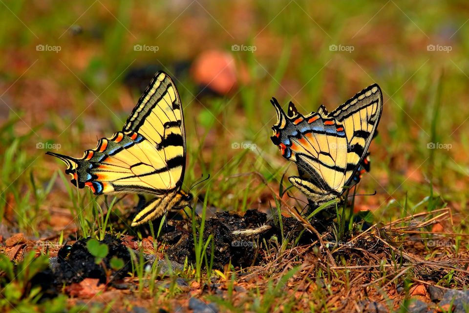 butterflys