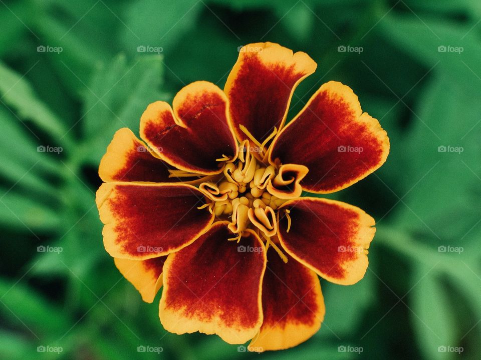 Orange flower. Macro.
