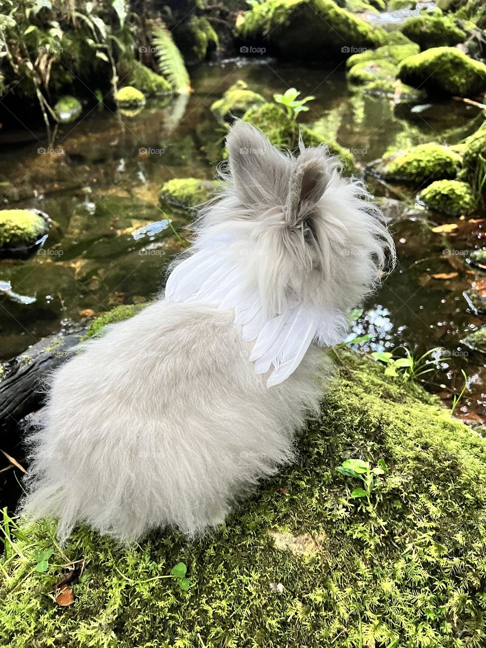 Conejo en el bosque 