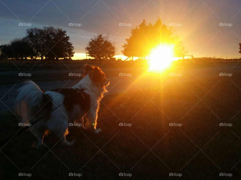 Sunrise Walk