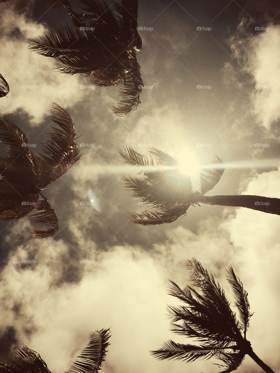 Palm trees swaying against a perfect blue Hawaiian sky. 