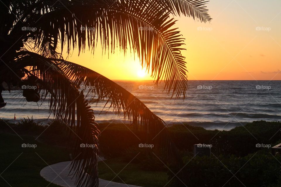 Sunrise and palm trees