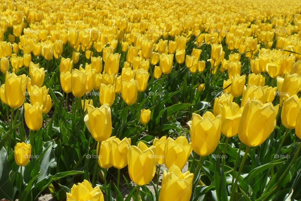 Champ de tulipes jaunes