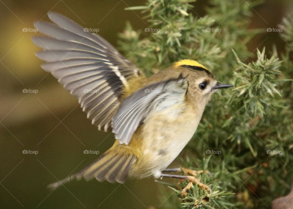 Goldcrest 