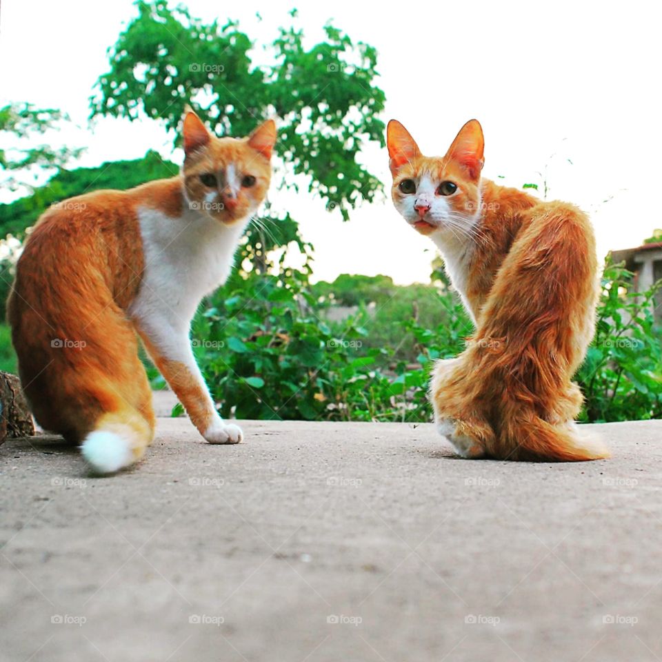 juanito ando crispino, the yelow cats