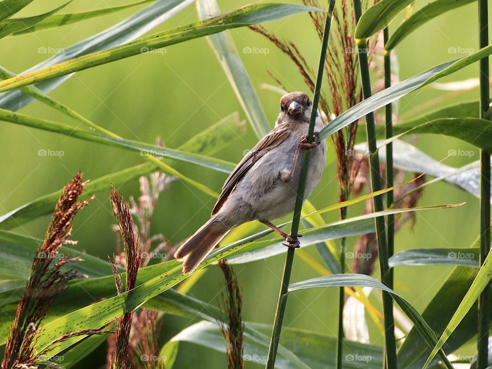 Sparrow on the reed