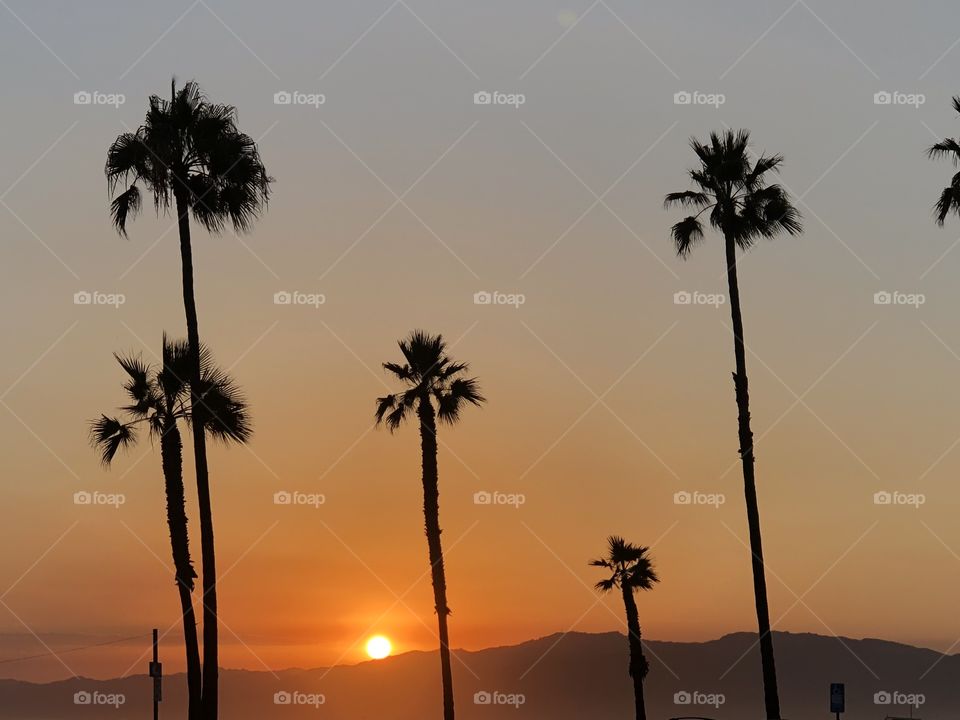 Silhouette of palm trees, in Venice Beach, California, against a warm sunset and low-lying mountains. 