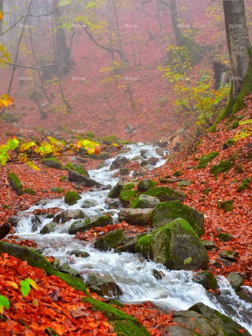 A dreamy and beautiful image of the forest in Fall! the roaring rivers! the colorful leaves and  and the fog in which I would like to disappear.