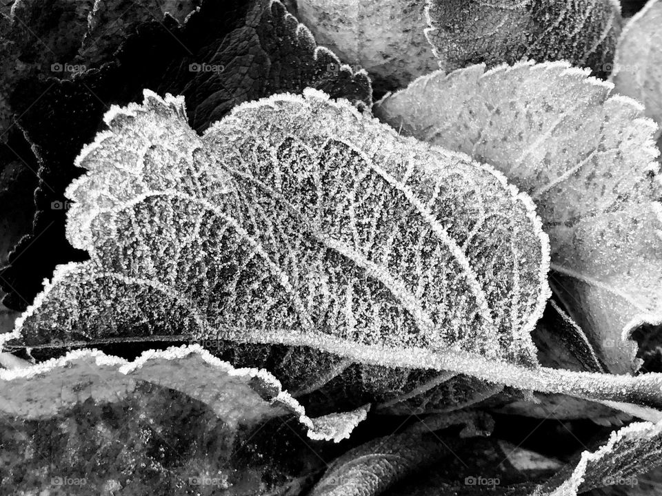 Black and white frosty leaves