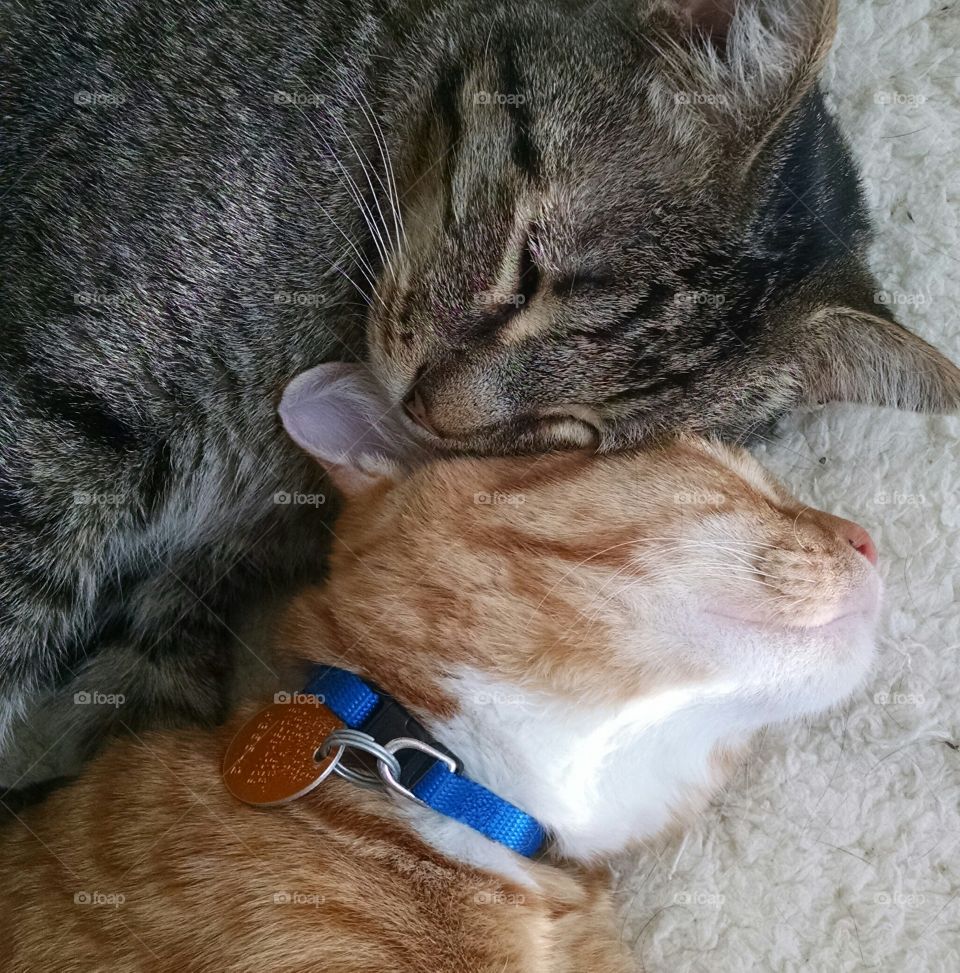 Nap time is better with a friend!