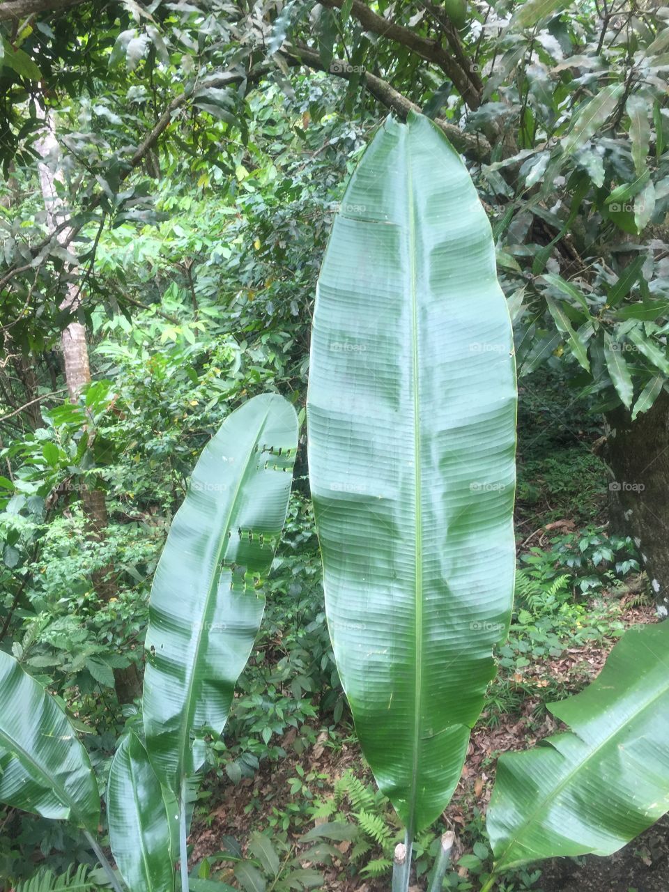 Big leaves 