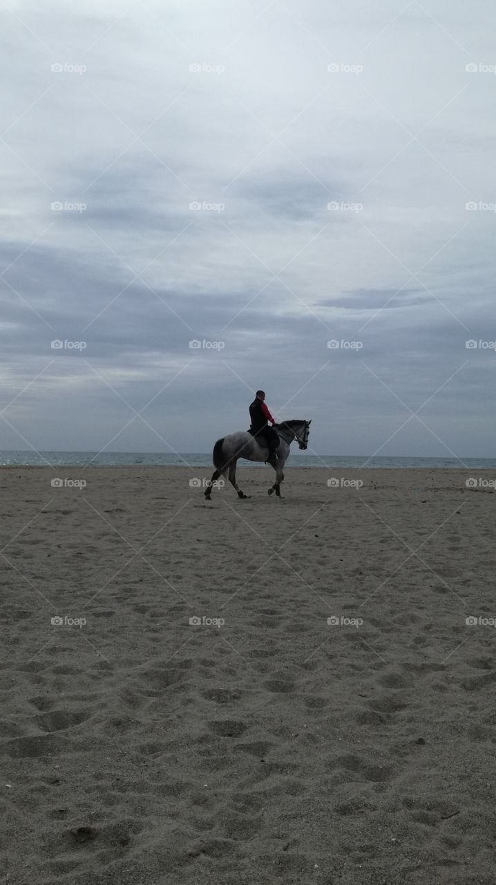 horse on the beach