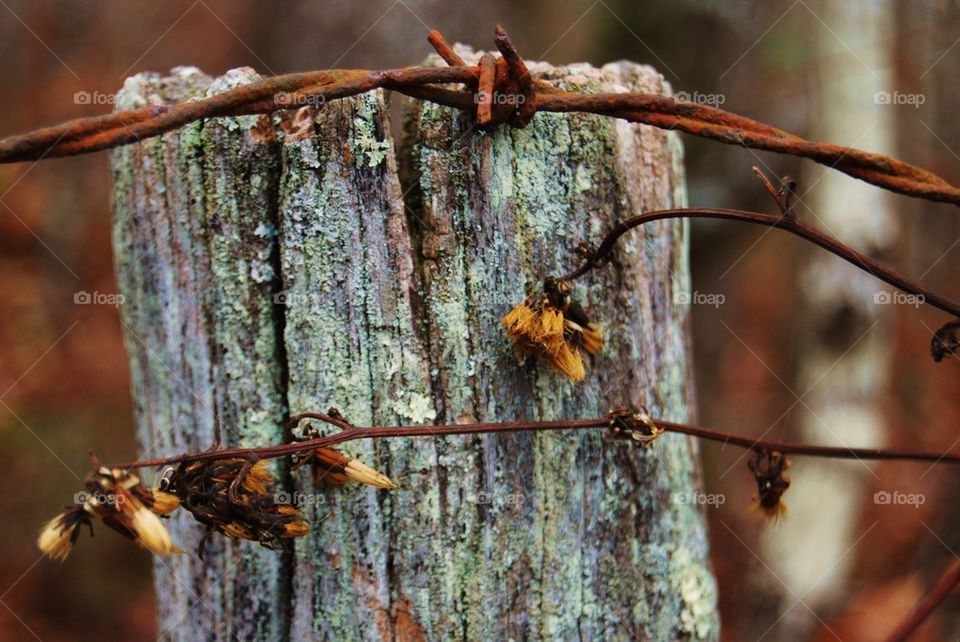 Close-up of wooden post and barbed wire