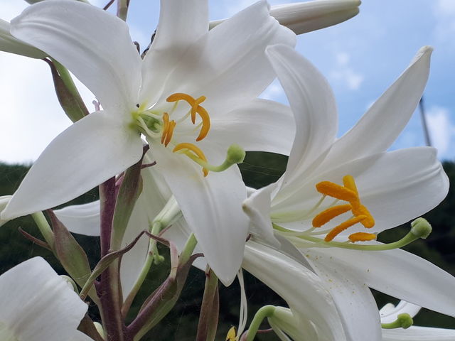 White lilies look beautiful and their smell is pleasant and refreshing