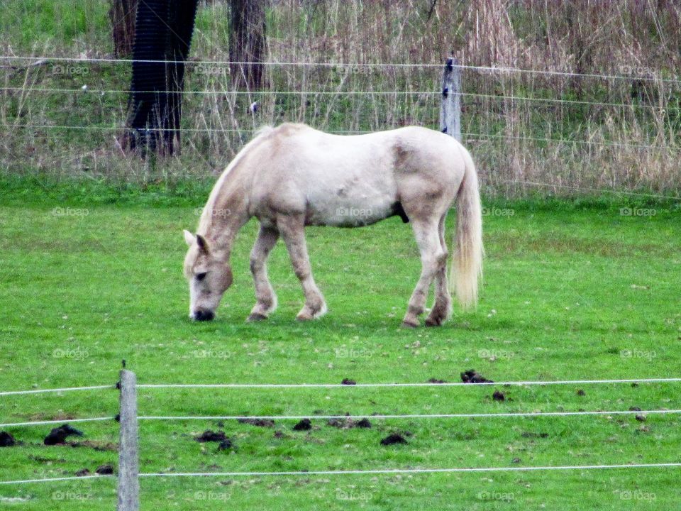 New York, Long Island, East Hampton, Horse, plants, Panoramic View, Sky, Grass, Wind, Green, Trees, Farm, 