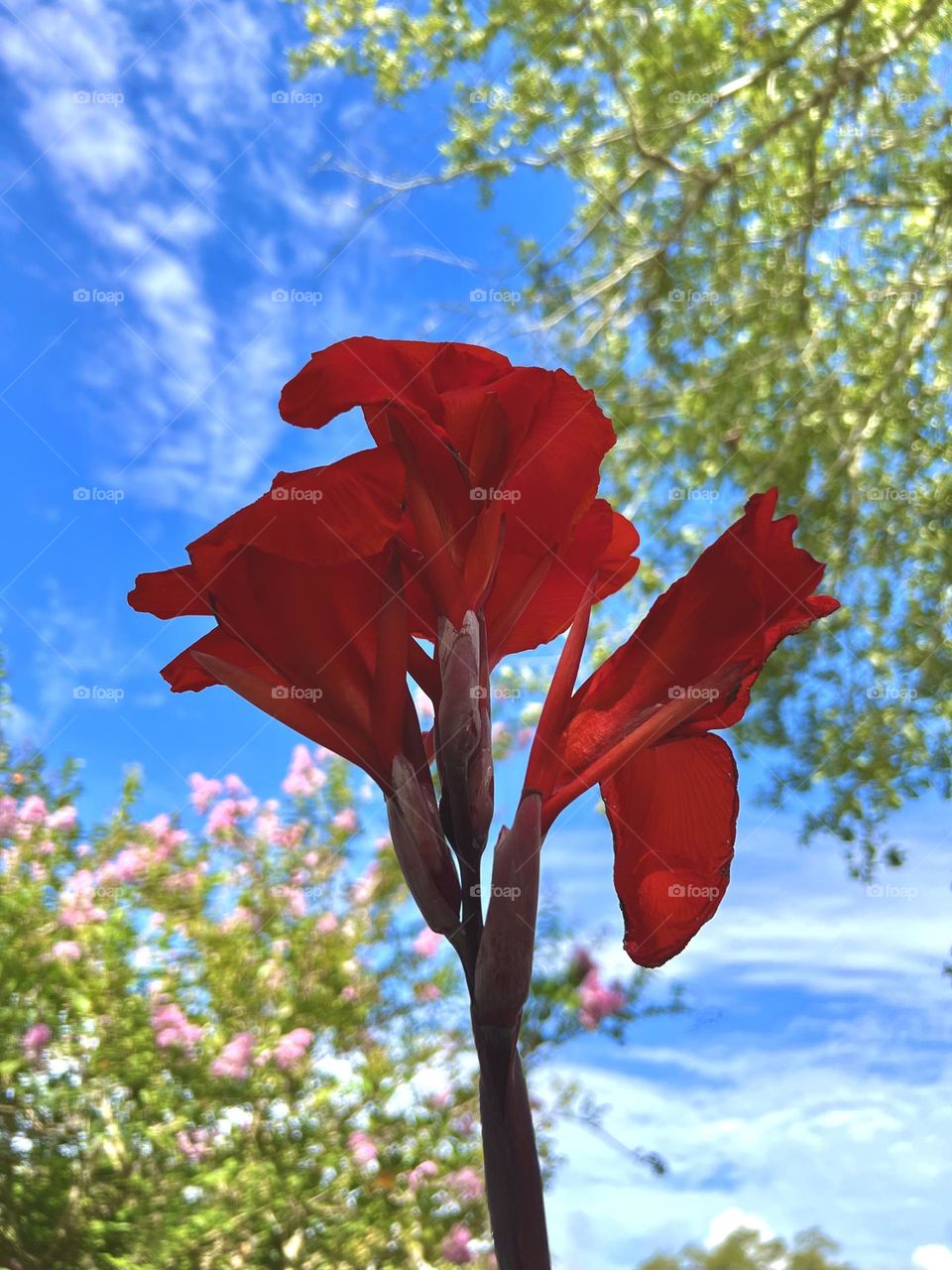 A red canna lily tries to find the sun against a blue sky and a pink crepe myrtle in the background ❤️