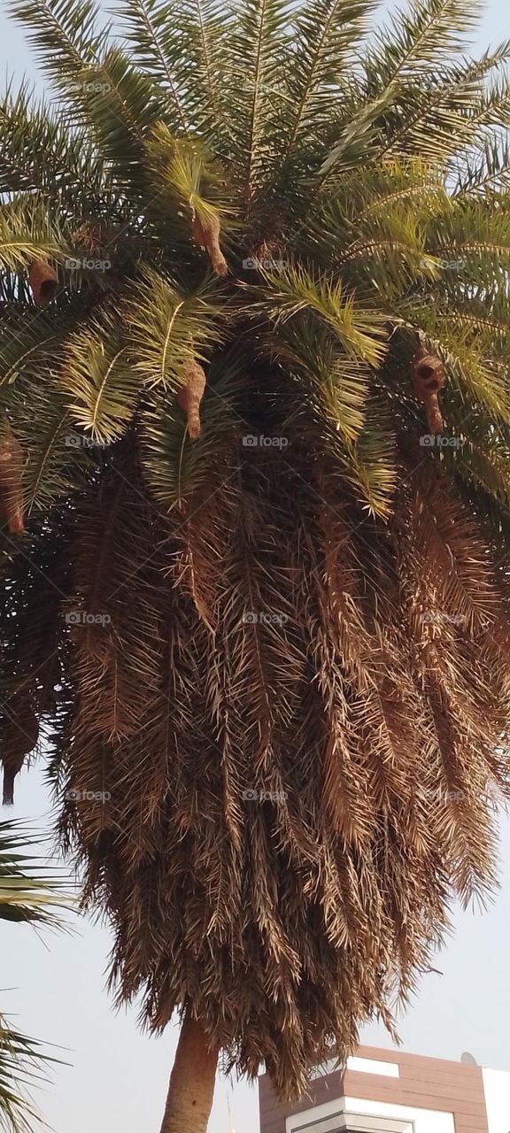 nests on date palms