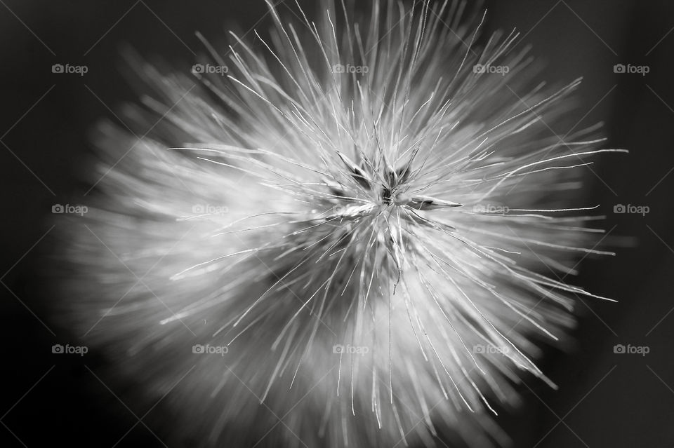 Macro of a seed head of a mature wild grass in B&W. From overhead of the grass the tiny seeds can be seen still attached to the plant but ready to depart airborne with their tufts of fluff to start new plants wherever the wind takes them. 