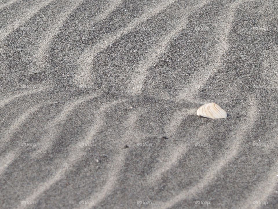 Shell on grey beach