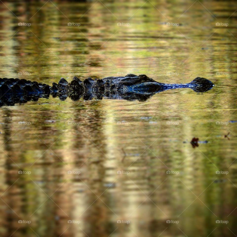 The Alligator of Greenfield Lake