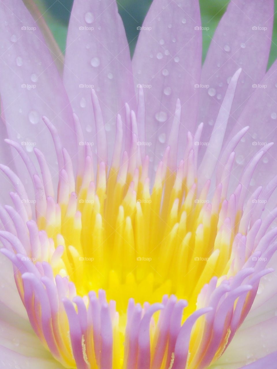 pollen lotus flower