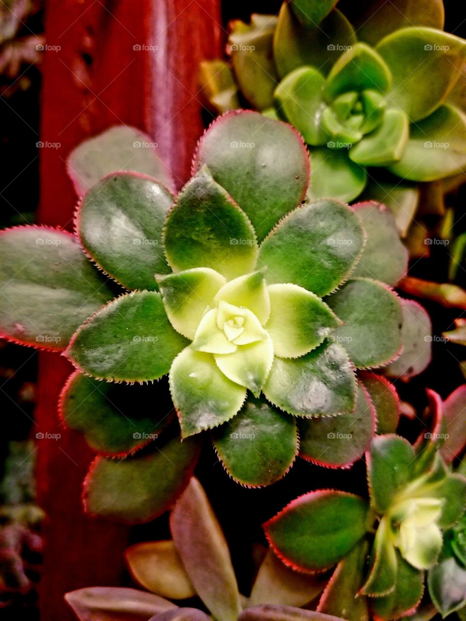 Aeonium 'Kiwi' (Kiwi Aeonium) - This succulent forms rosettes