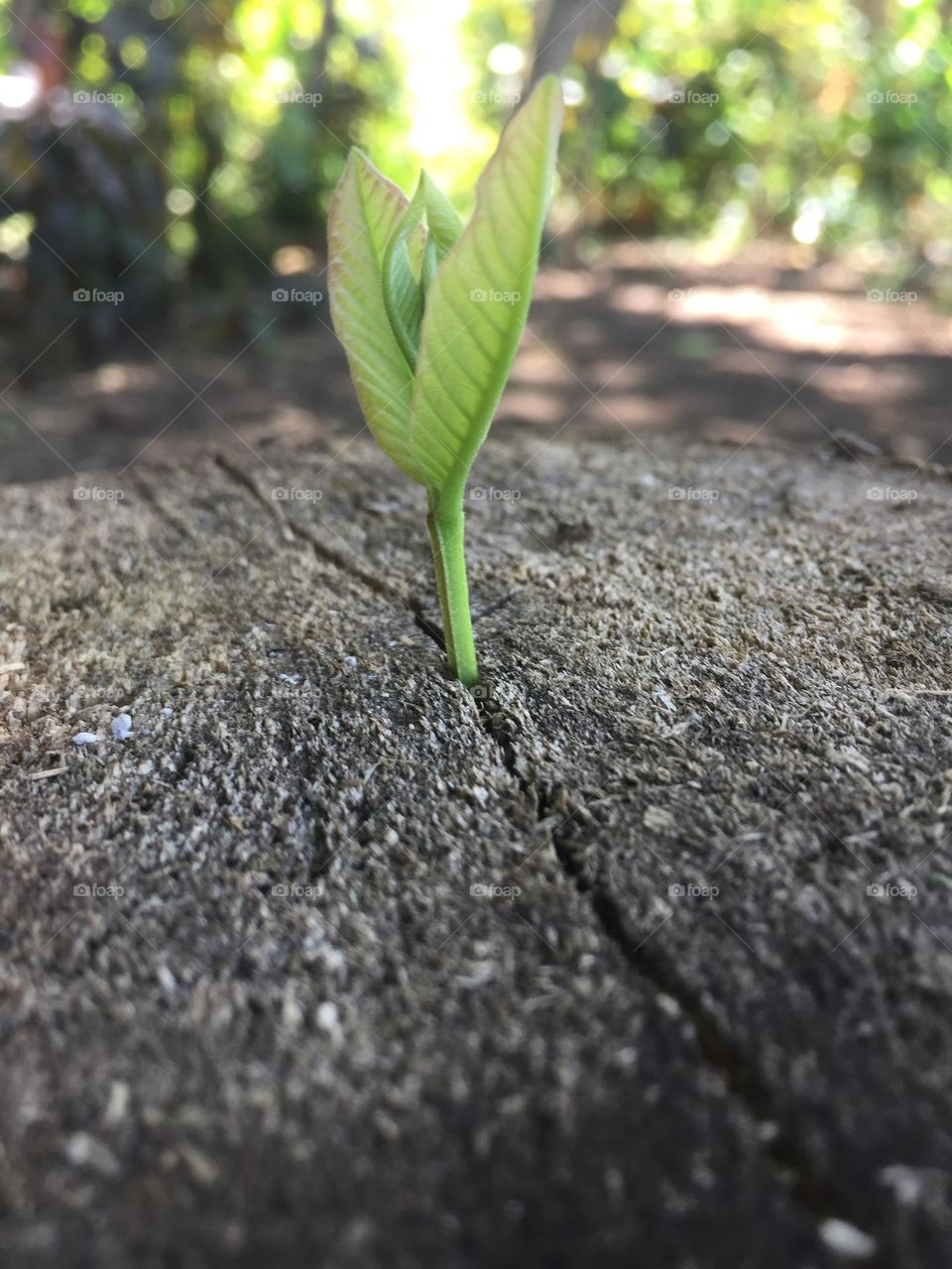 Sprout guava to an old log