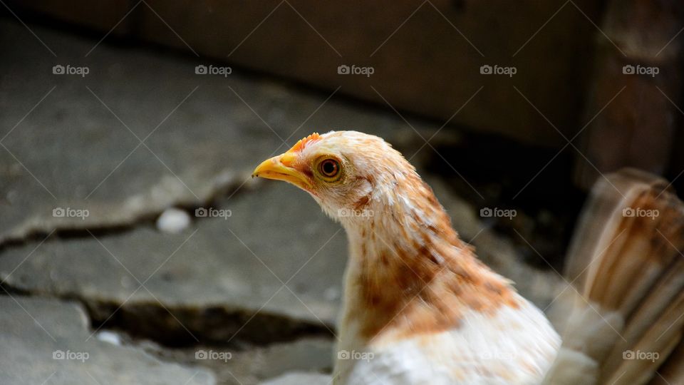 Dwarf Chicken in the farm