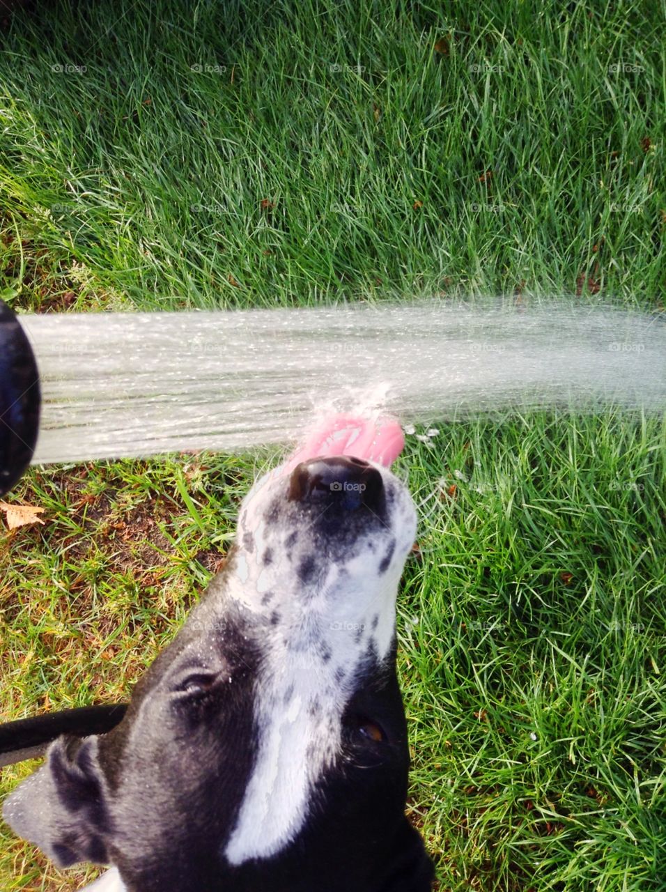 Dog drinking from hose. Dog drinking from hose