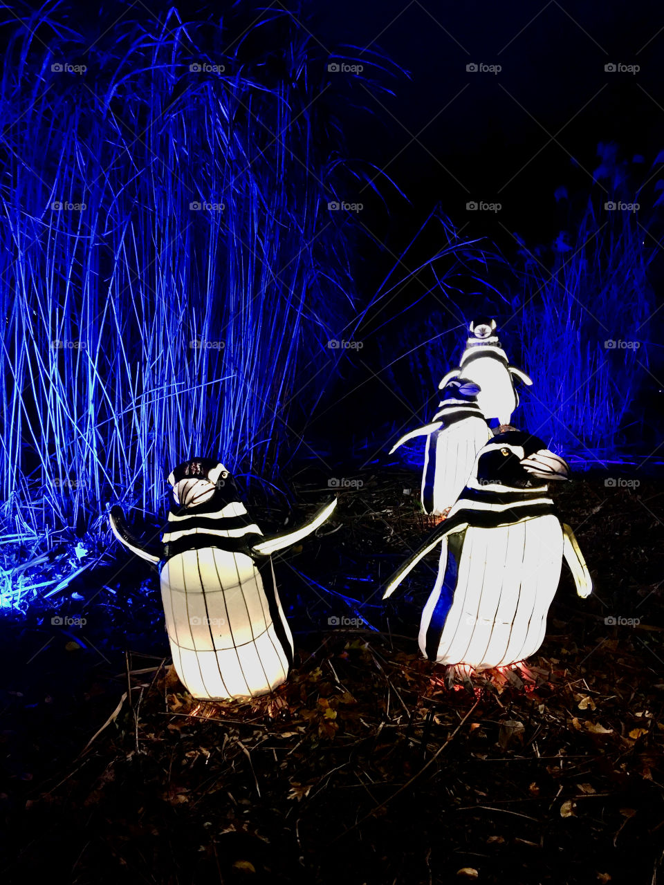 Penguin lanterns, Bronx Zoo Holiday Lights, December 2020