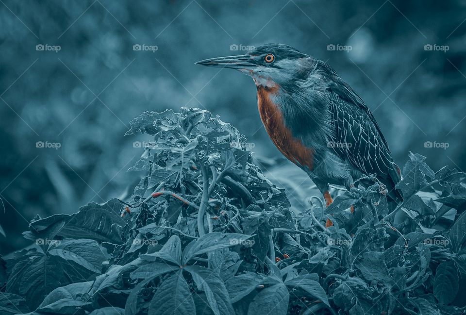 Edição especial em azul para a fotografia de animais em paisagens, uma tonalidade diferente e charmosa.