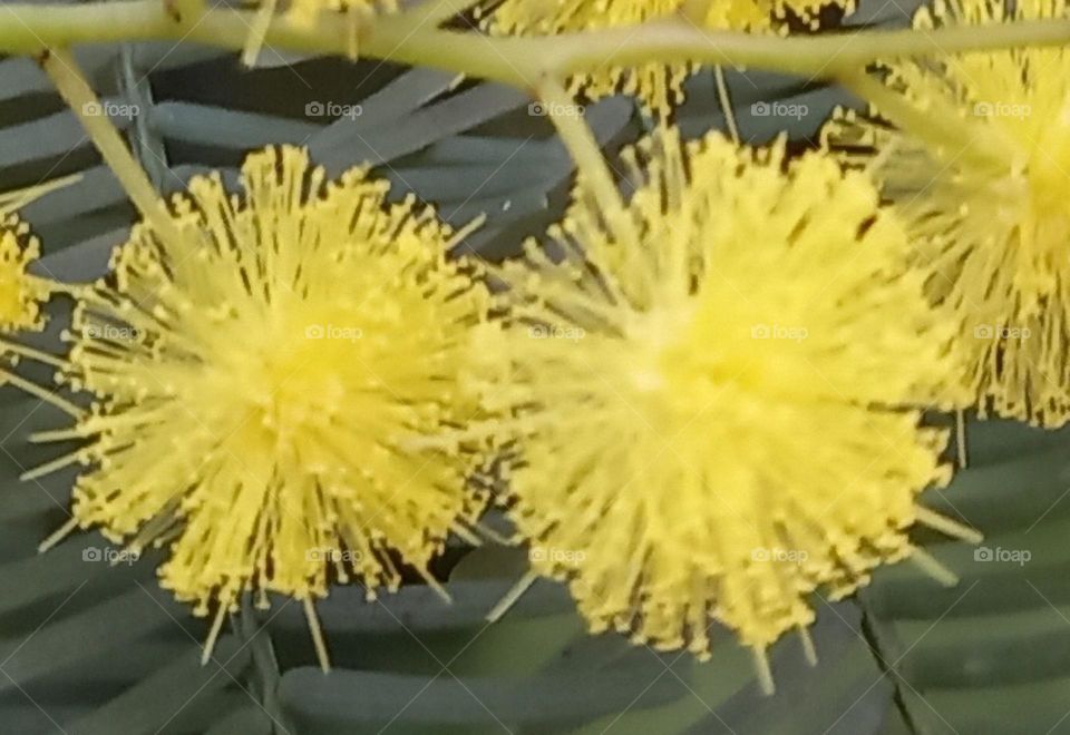 mimosa flowers