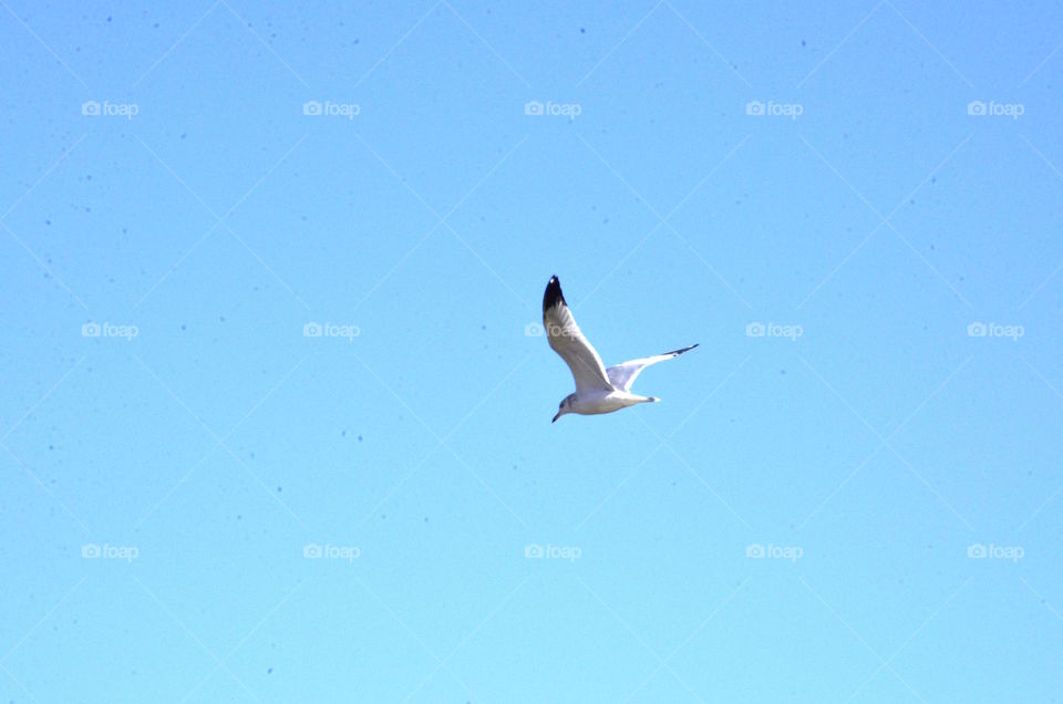 Seagull Flying