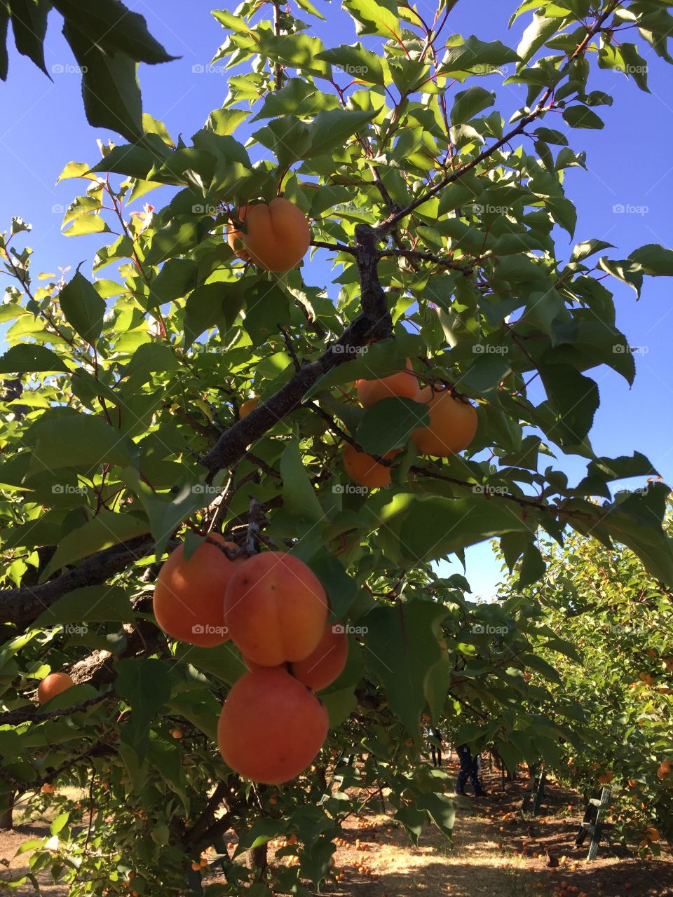Apricots - Season of Harvesting 