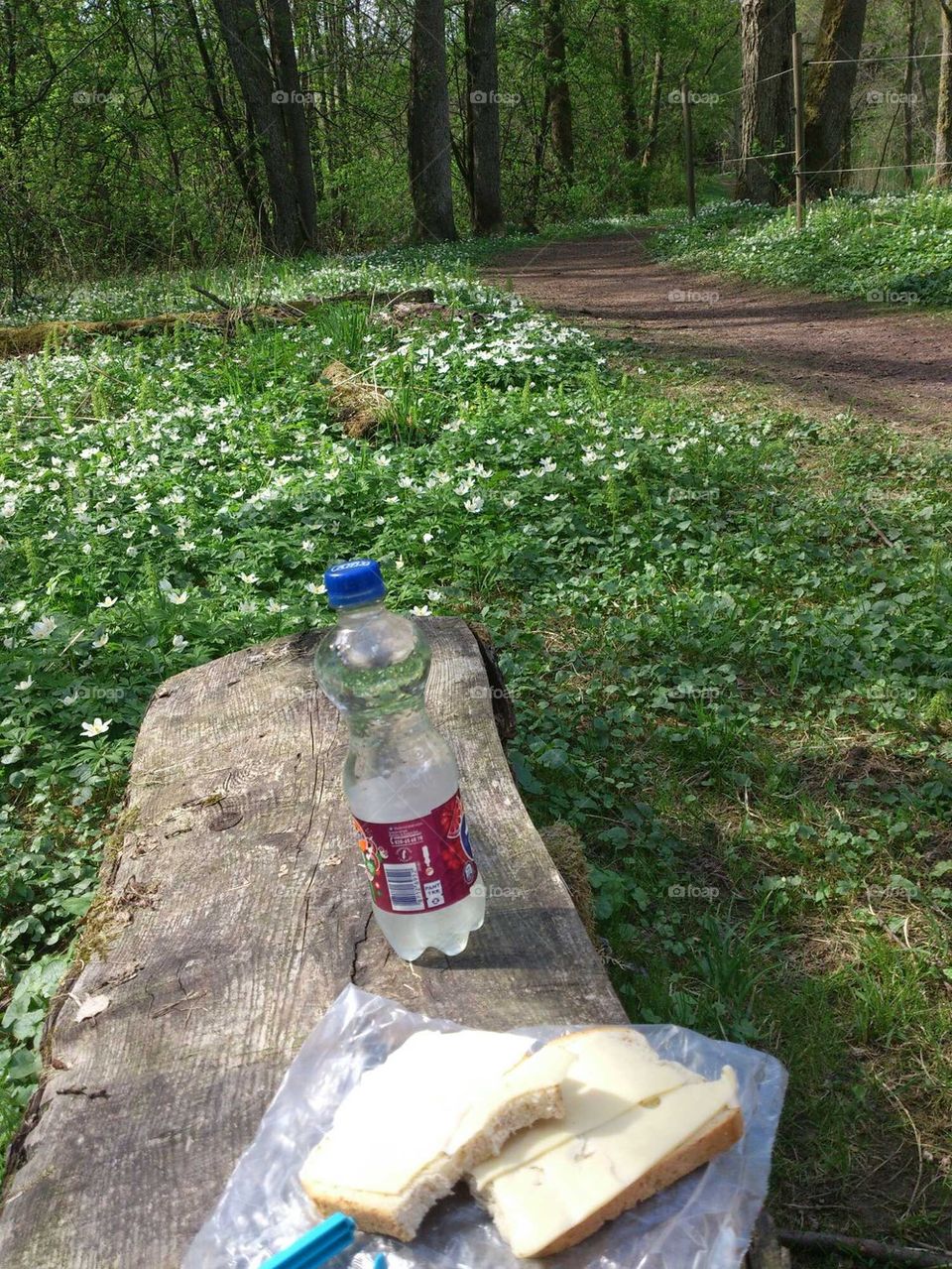 picnic in the nature 