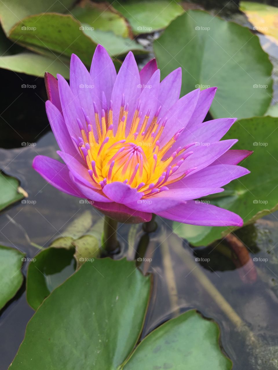 The lotus in garden 