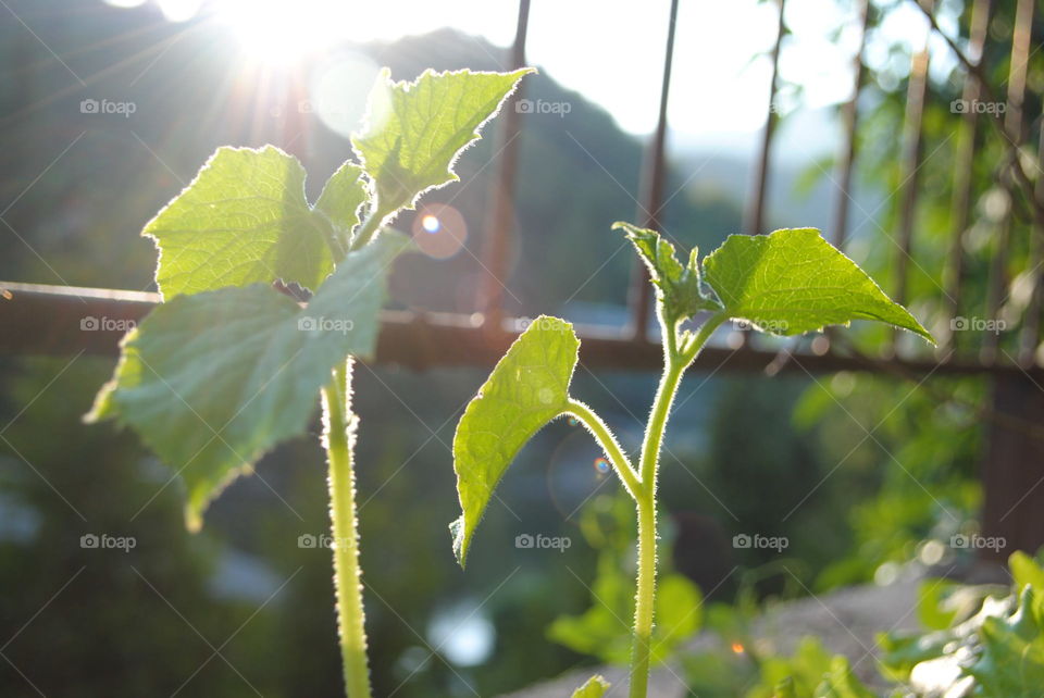 young cucumbers