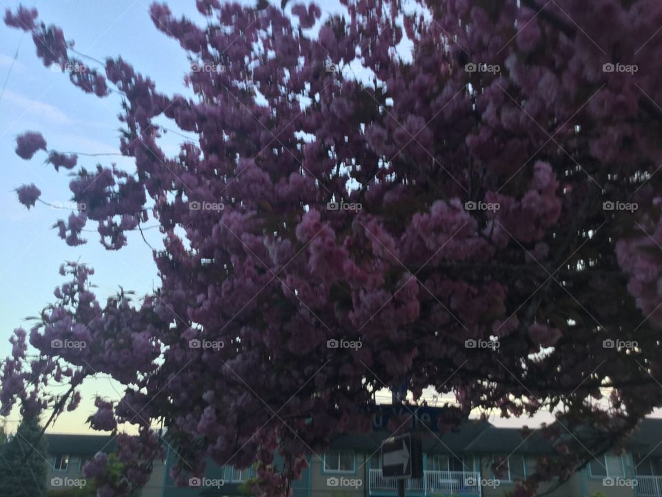 Cherry Blossoms in the City 