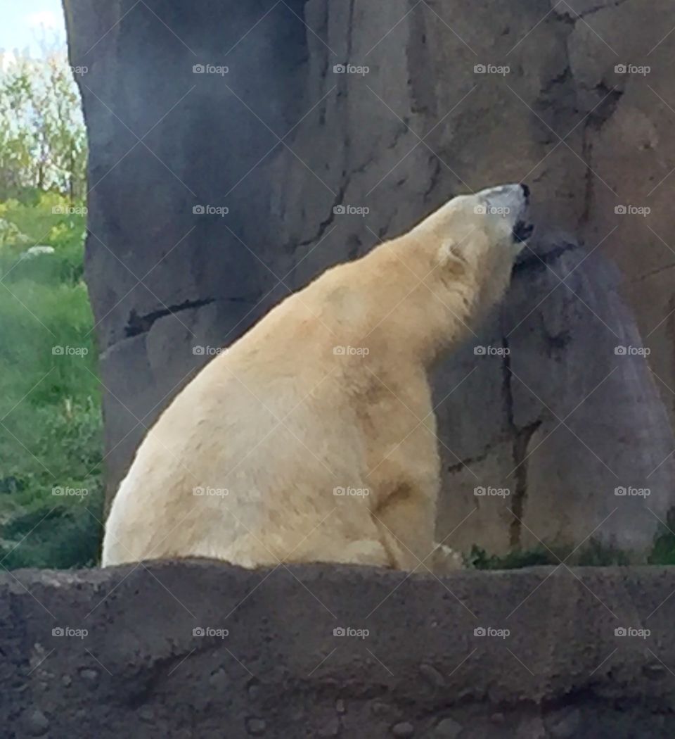 Polar Bear